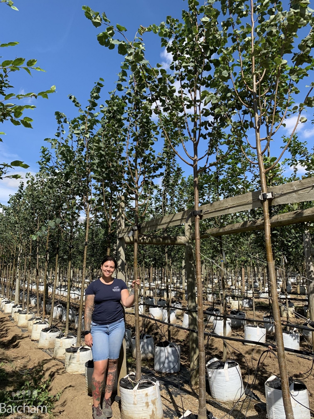Tilia cordata Greenspire