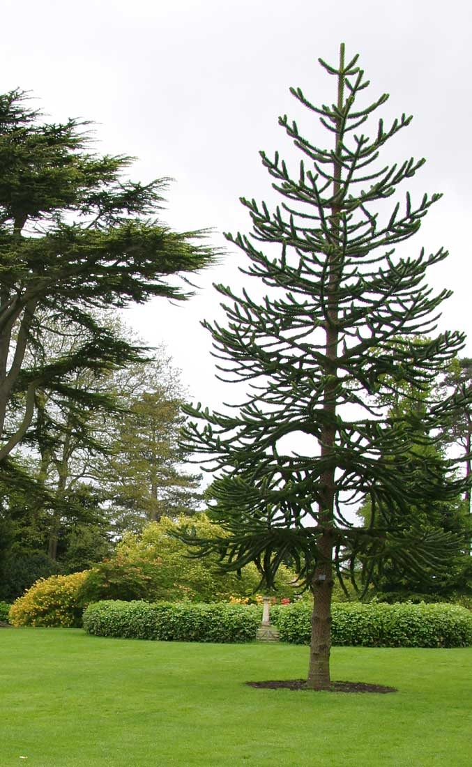 Mature   Small Monkey Puzzle from this batch <> Araucaria araucana