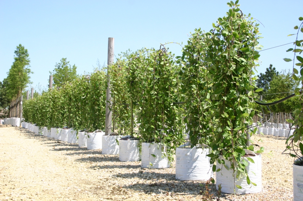 Row of Salix caprea Pendula on Barcham Trees nursery