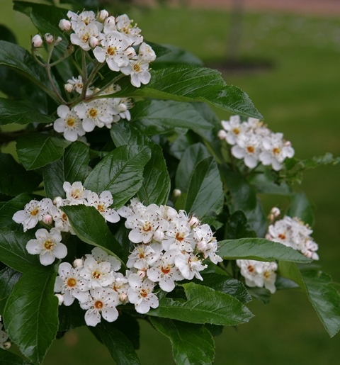 the white flower of  Crataegus x lavalleei