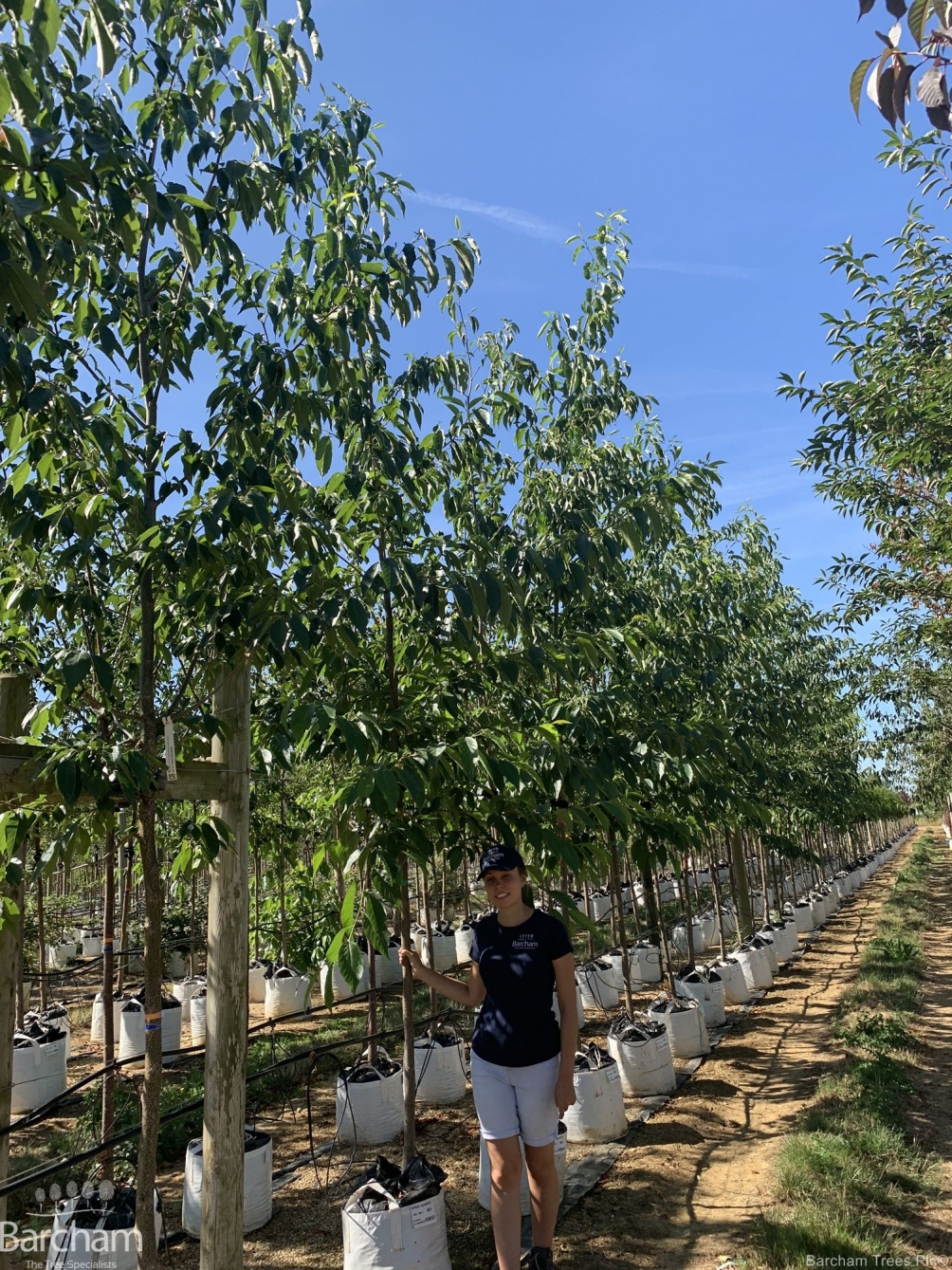 Alnus spaethii