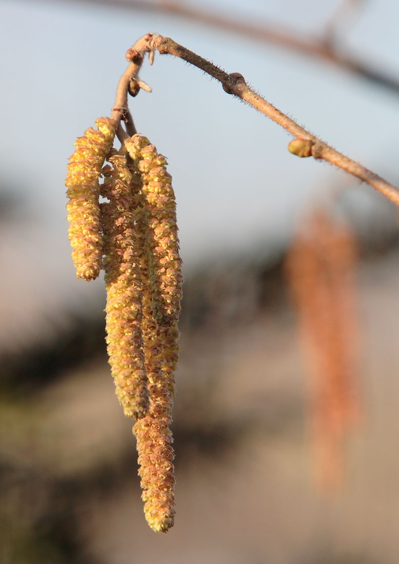 catkin of Corylus avellana multi-stem