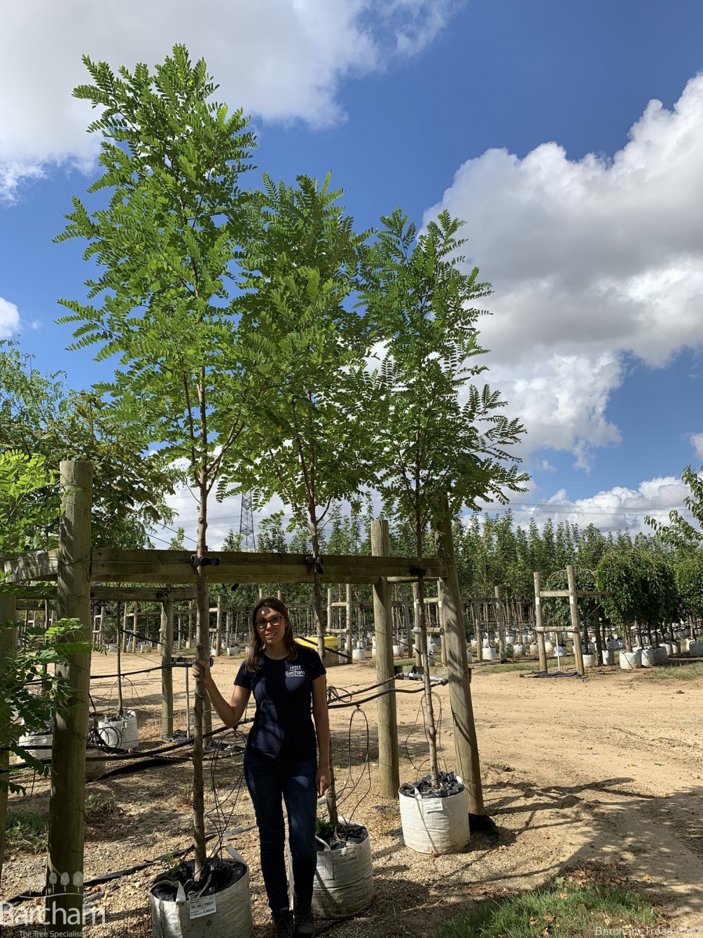 Robinia pseudoacacia Bessoniana