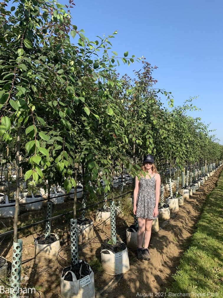 Malus floribunda