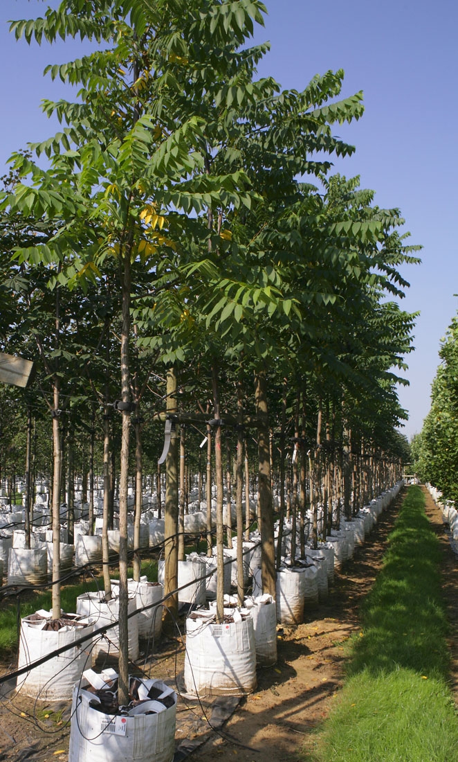 Juglans nigra