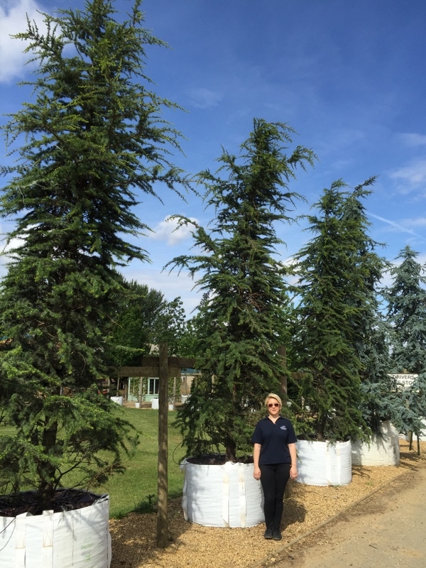 Cedrus libani at Barcham Trees