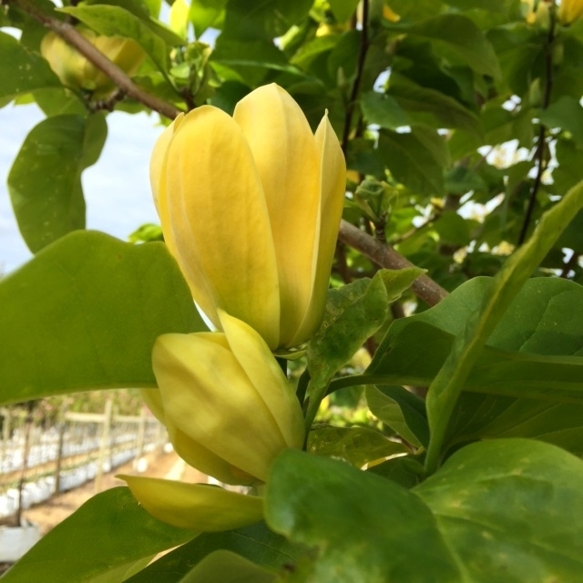 Magnolia x brooklynensis Yellow Bird