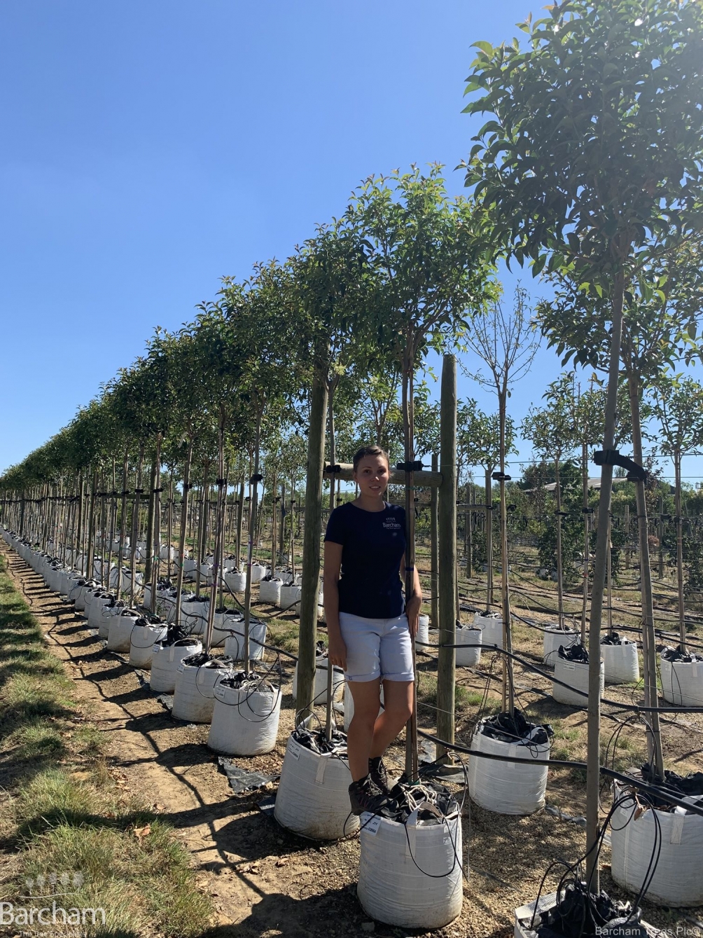 Ligustrum japonicum