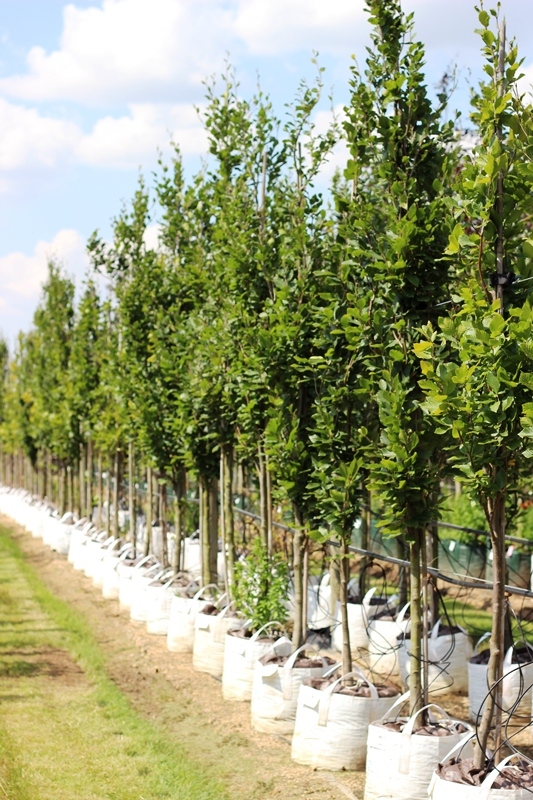 Fagus orientalis Iskander showing height, 12-14cm girth Fagus orientalis Iskander showing height, 12-14cm girth Fagus orientalis Iskander showing height, 12-14cm girth Previous Next Fagus orientalis Iskander on the Barcham Trees nursery in summer monthsFa