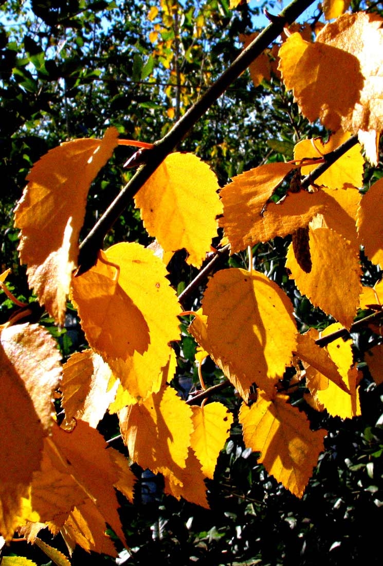 autumn colour of  Betula ermanii