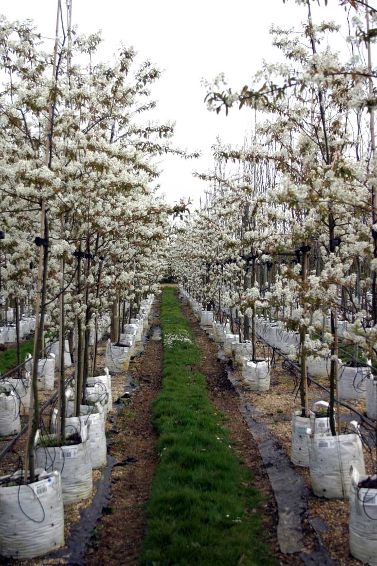 Amelanchier lamarckii multi-stem white flowers