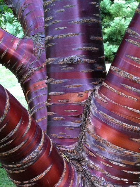 The polished bark of Prunus serrula Tibetica multi-stem