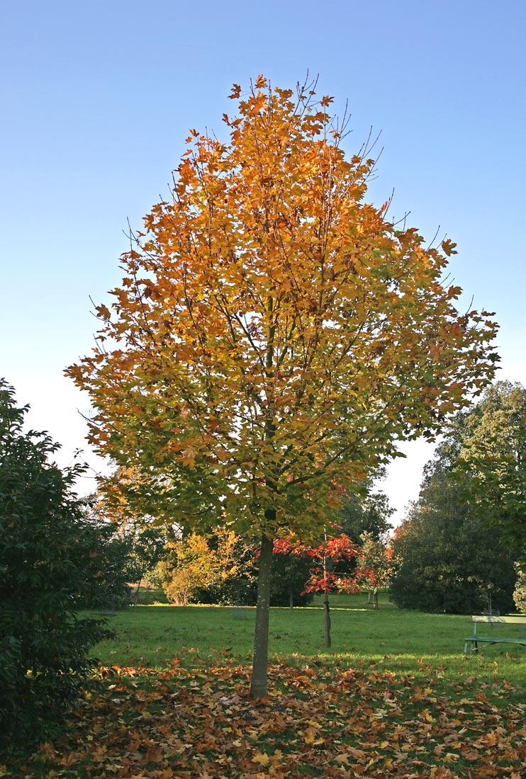 semi mature Acer platanoides Farlakes Green in autumn