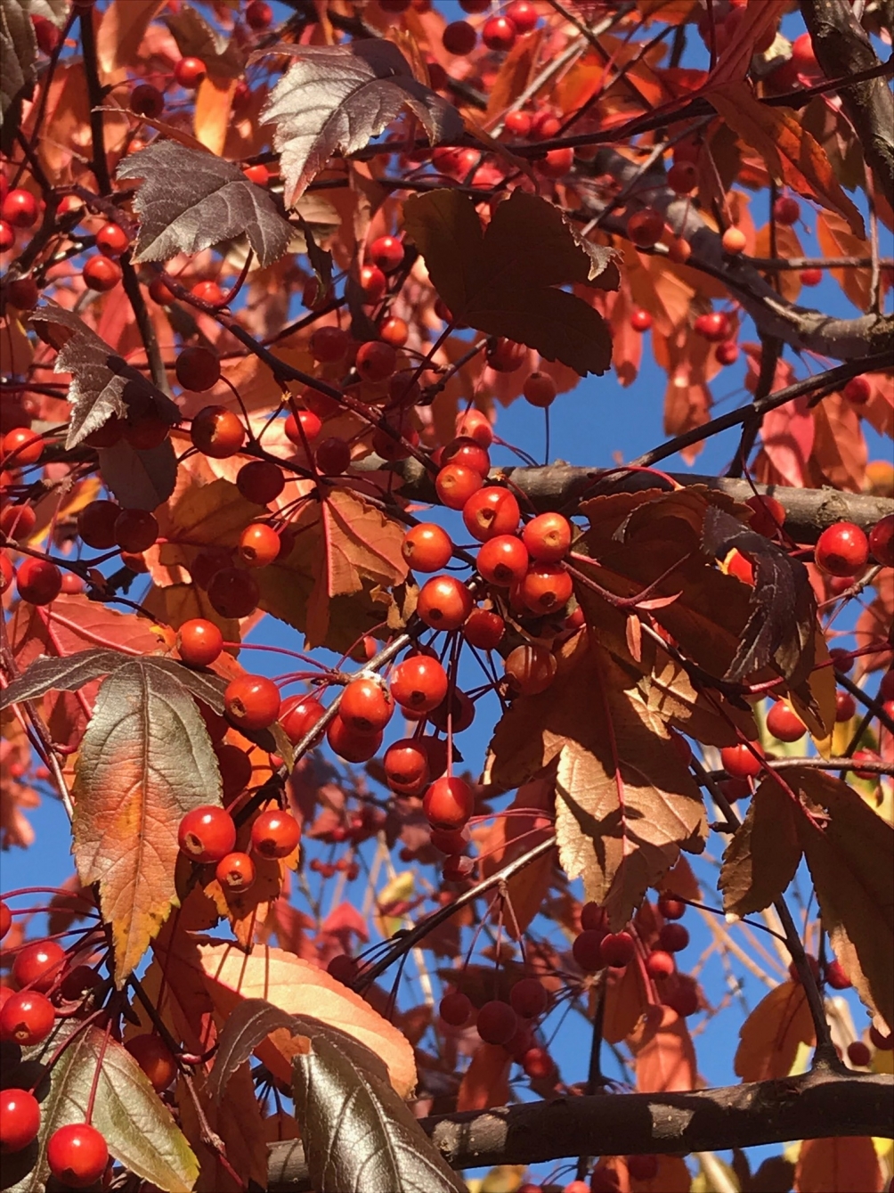 Autumn colour and berries of Malus toringo Scarlet