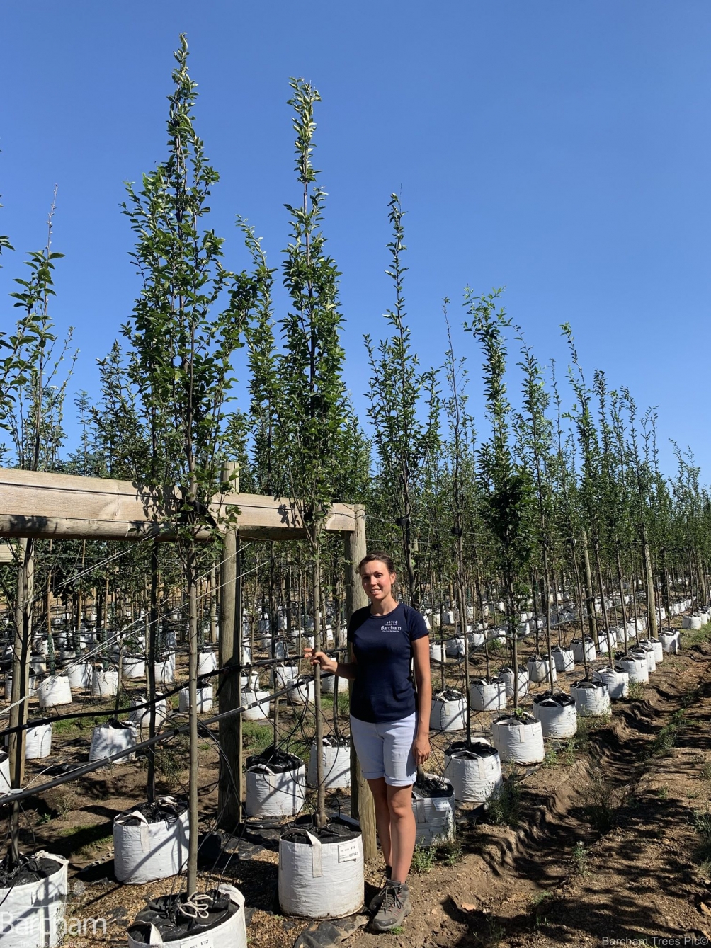 Carpinus betulus Fastigiata