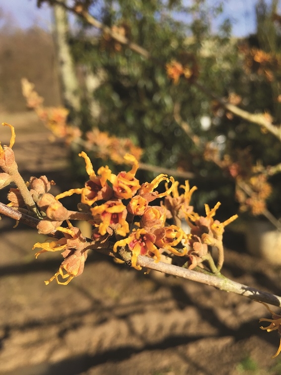 the flowers of Hamamelis x intermedia Jelena