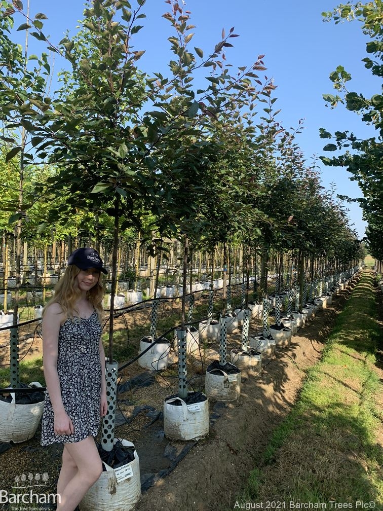 Malus Profusion