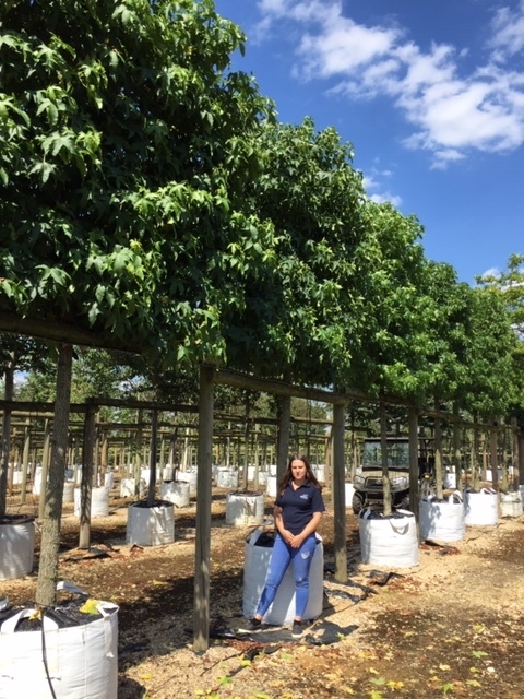 Liquidambar styraciflua (Pleached)