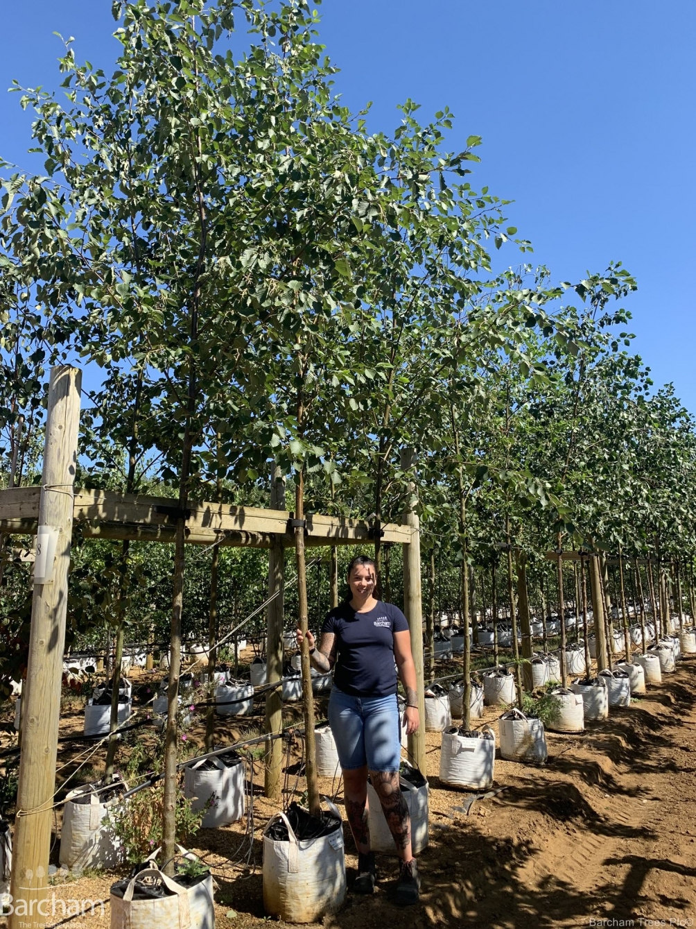 Alnus incana