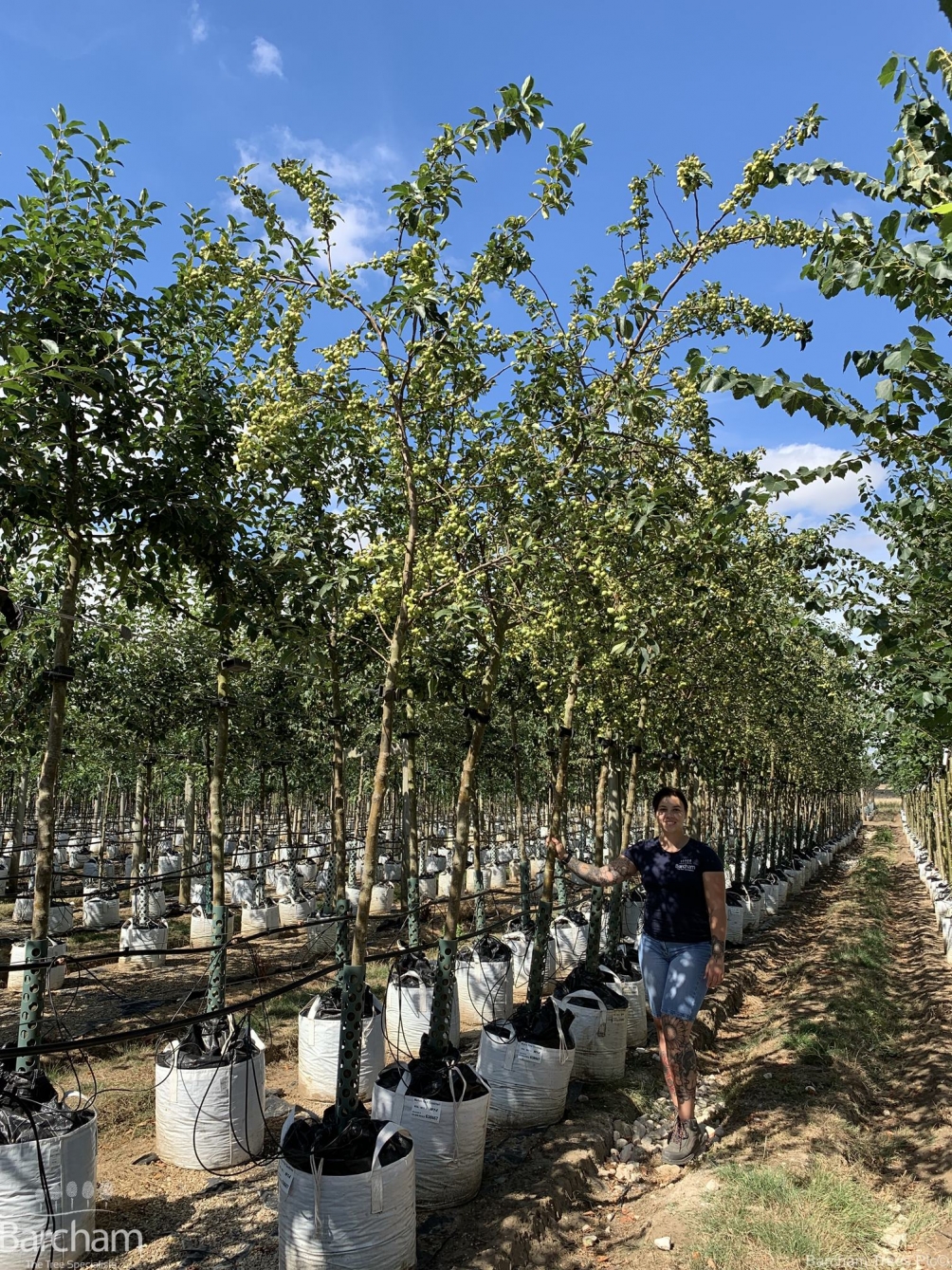 Malus Red Sentinel