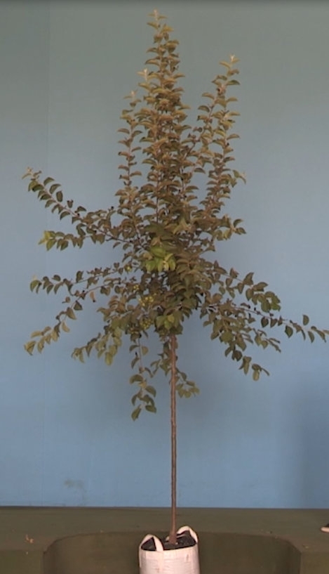 Malus Butterball