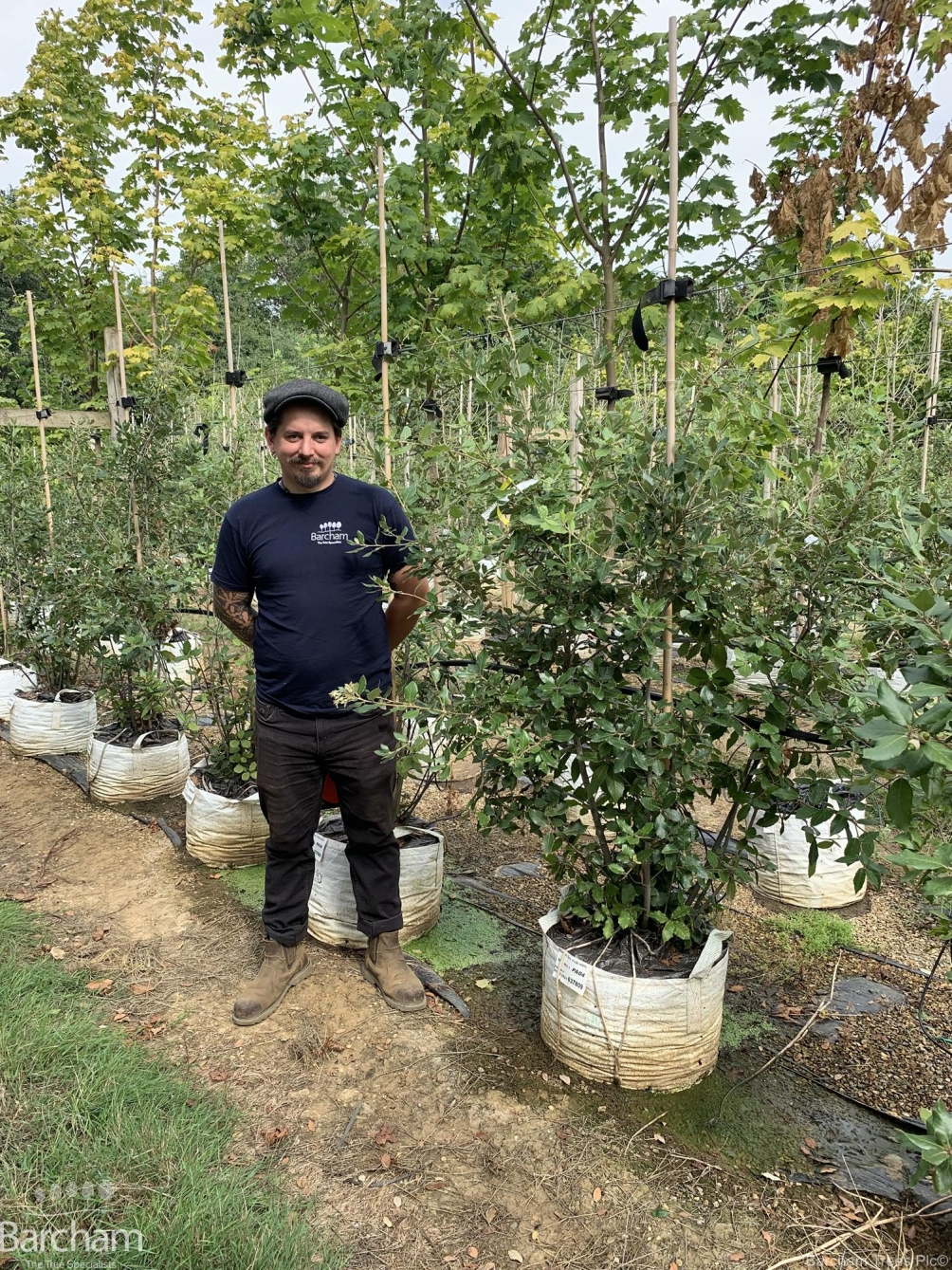 Quercus Ilex multi-stem