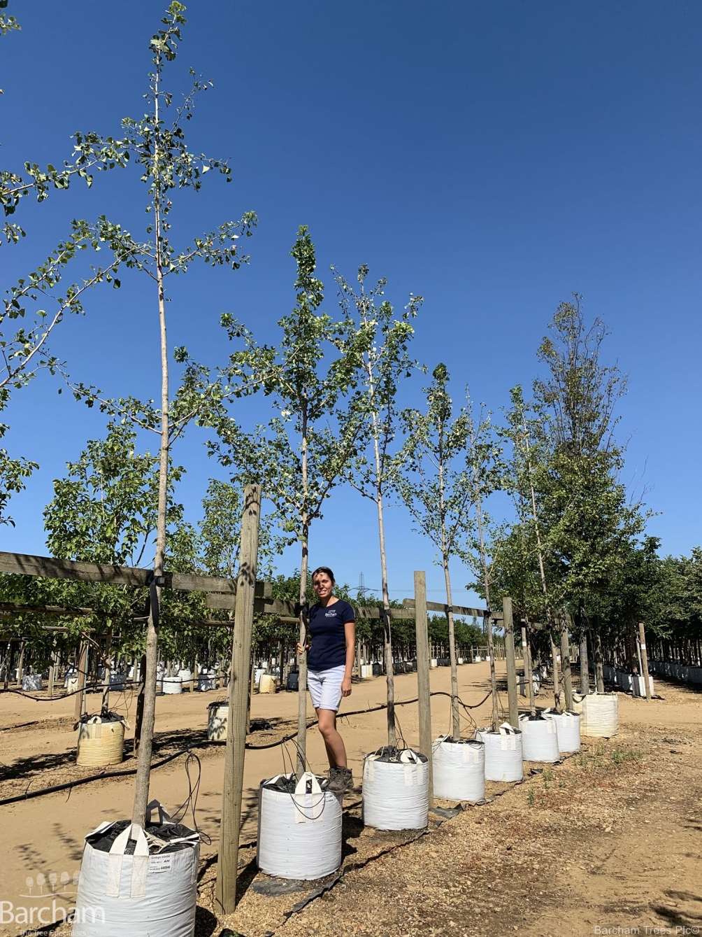 Ginkgo biloba