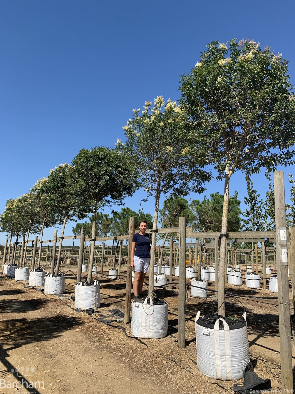 Ligustrum japonicum