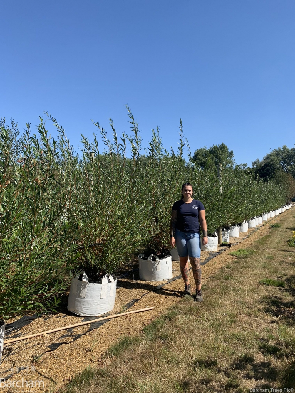 Salix alba Chermesina multi-stem