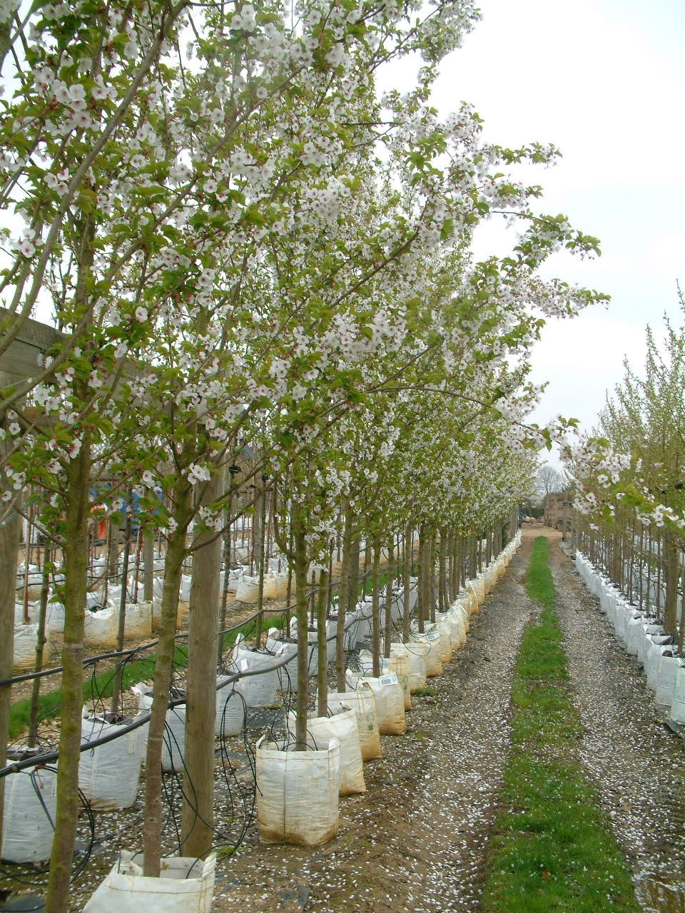 Prunus Umineko
