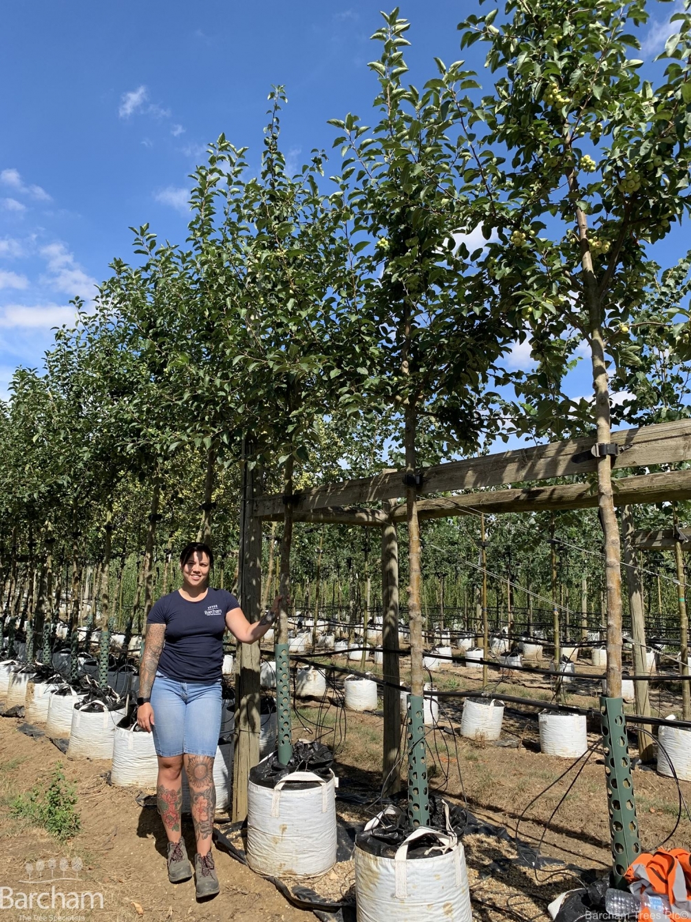Malus Red Sentinel