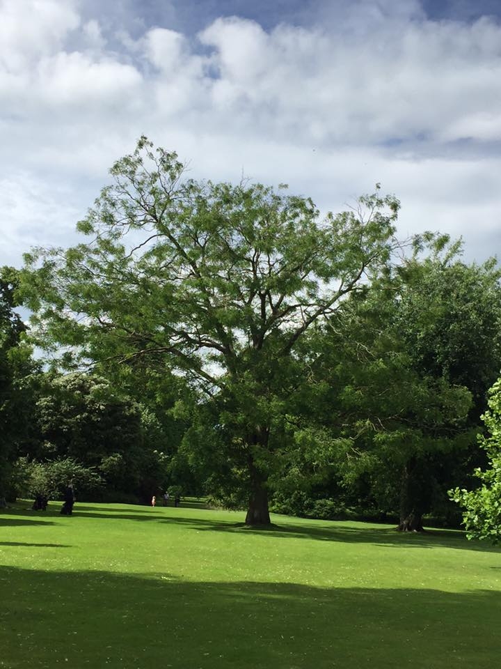 mature Sophora japonica