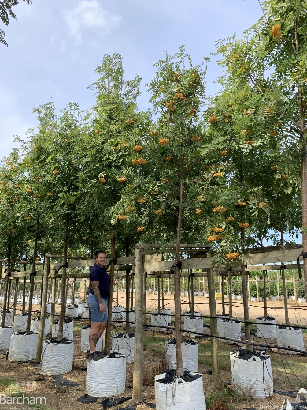 Sorbus aucuparia Golden Wonder