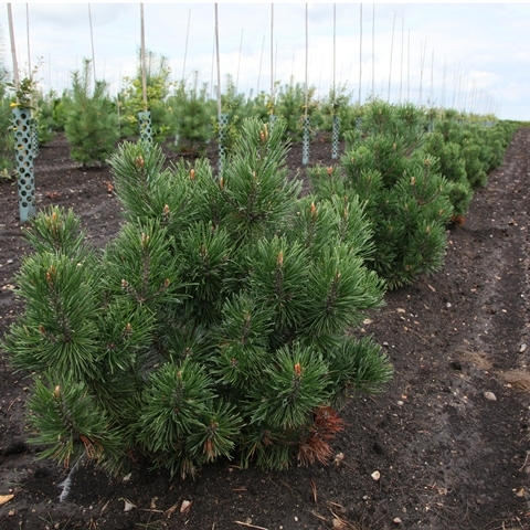 Pinus Mugo Mops