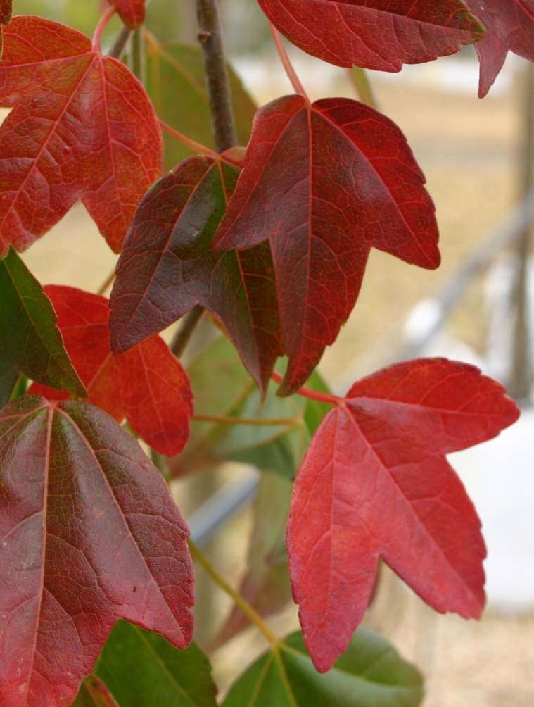 Acer buergerianum