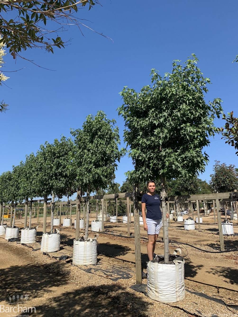 Liquidambar styraciflua Worplesdon (Pleached)