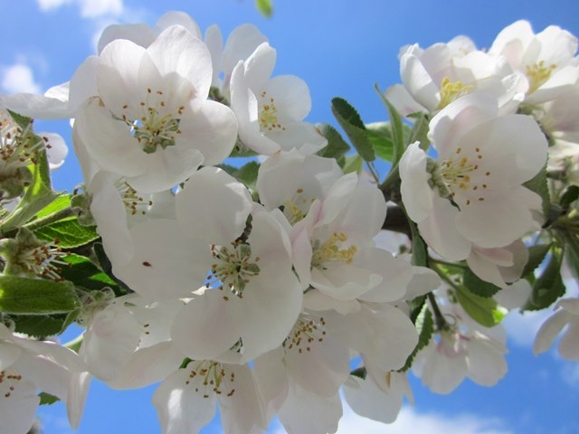 crisp white flowers of Malus discovery