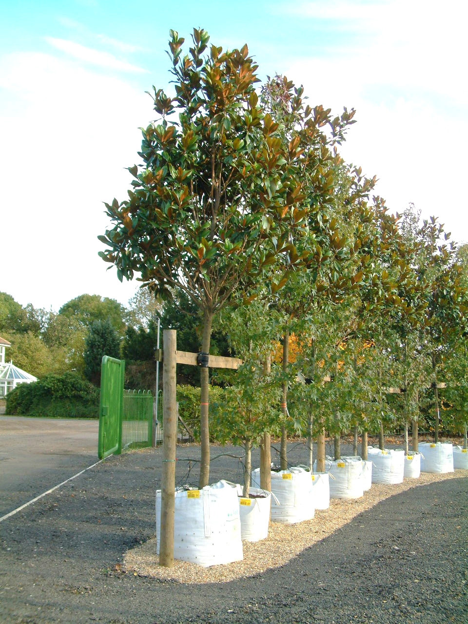 Magnolia Grandiflora