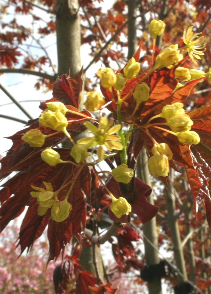 The yellow flowers of Acer platanoides Deborah