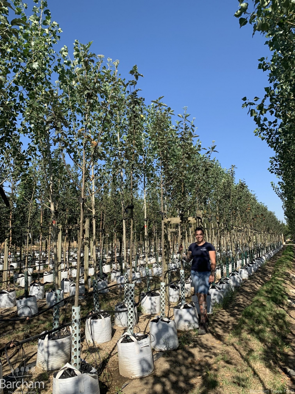 Sorbus intermedia Brouwers