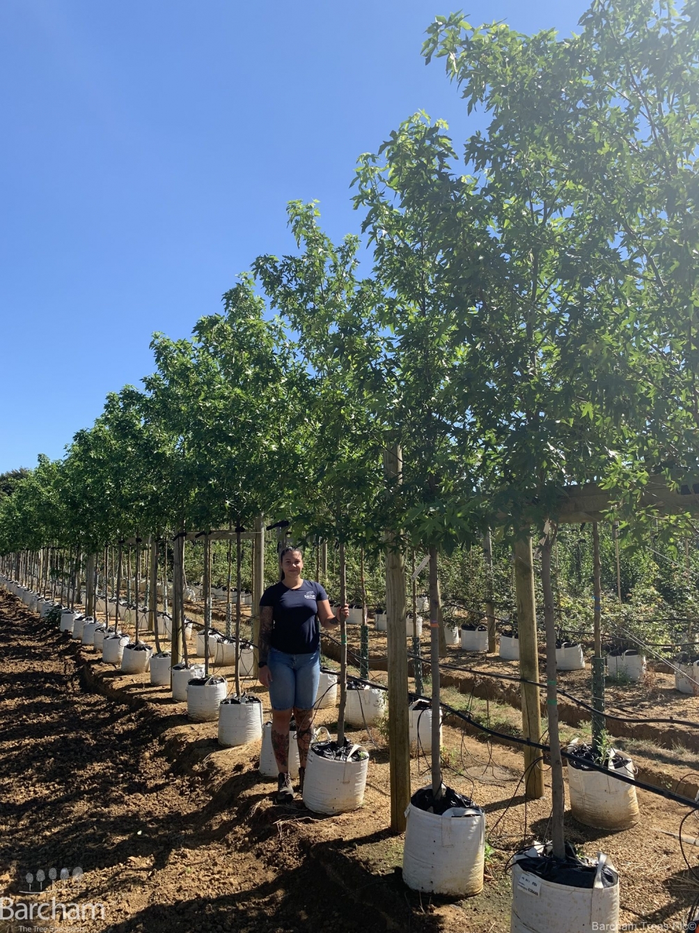 Liquidambar styraciflua Worplesdon