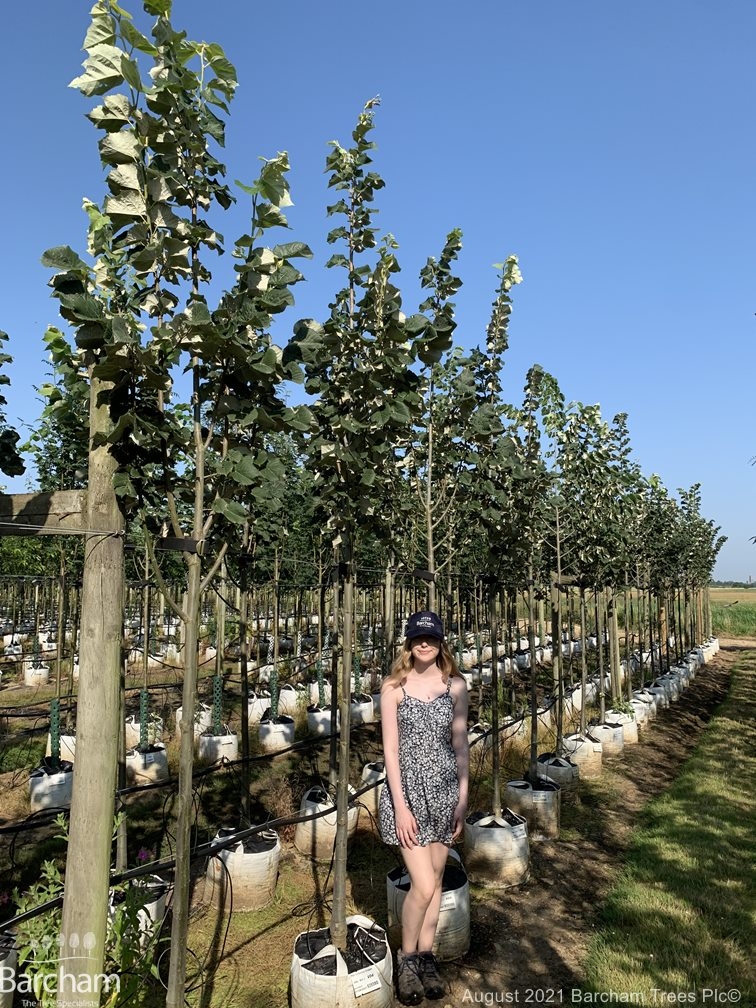Tilia tomentosa Brabant