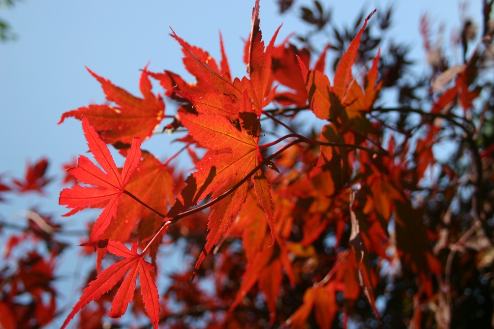 The dark purple foliage of Acer palmatum Bloodgood in the sunlight Acer palmatum Bloodgood The dark purple foliage of Acer palmatum Bloodgood in the sunlight Previous Next 1.5-2m Acer palmatum BloodgoodThe dark purple foliage of Acer palmatum Bloodgood in