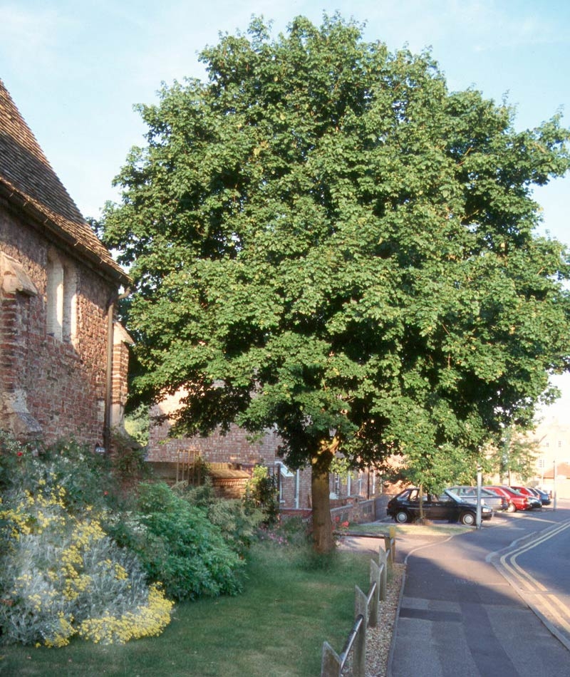 mature Acer campestre