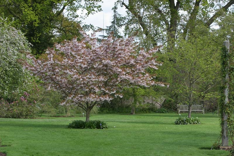 Mature  Prunus Shirofugen in a parkland setting