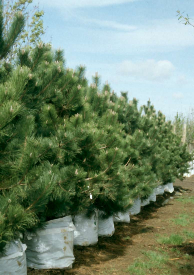 row of Pinus nigra Austriaca on the barcham trees nursery