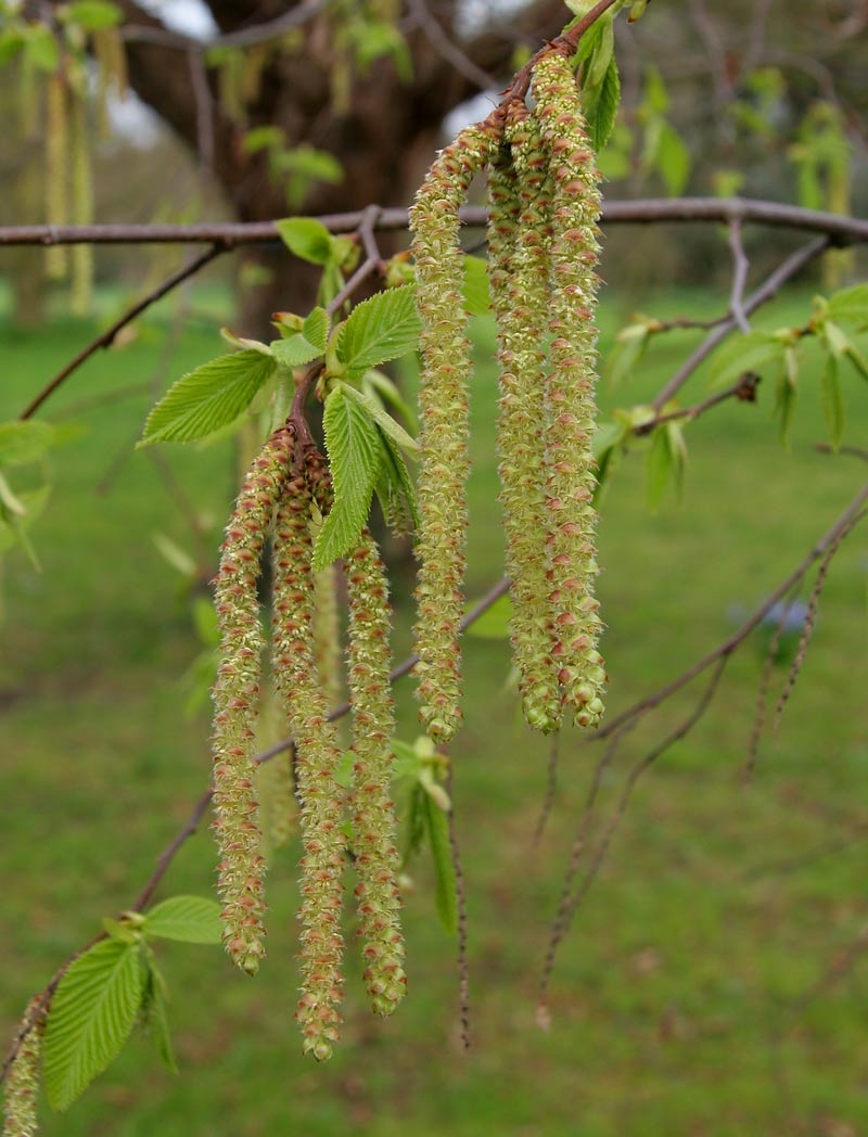 the catkins of Ostrya carpinifolia