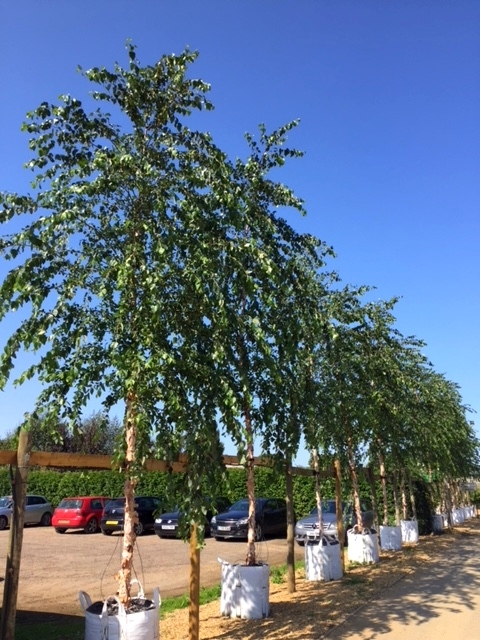 semi mature Betula nigra