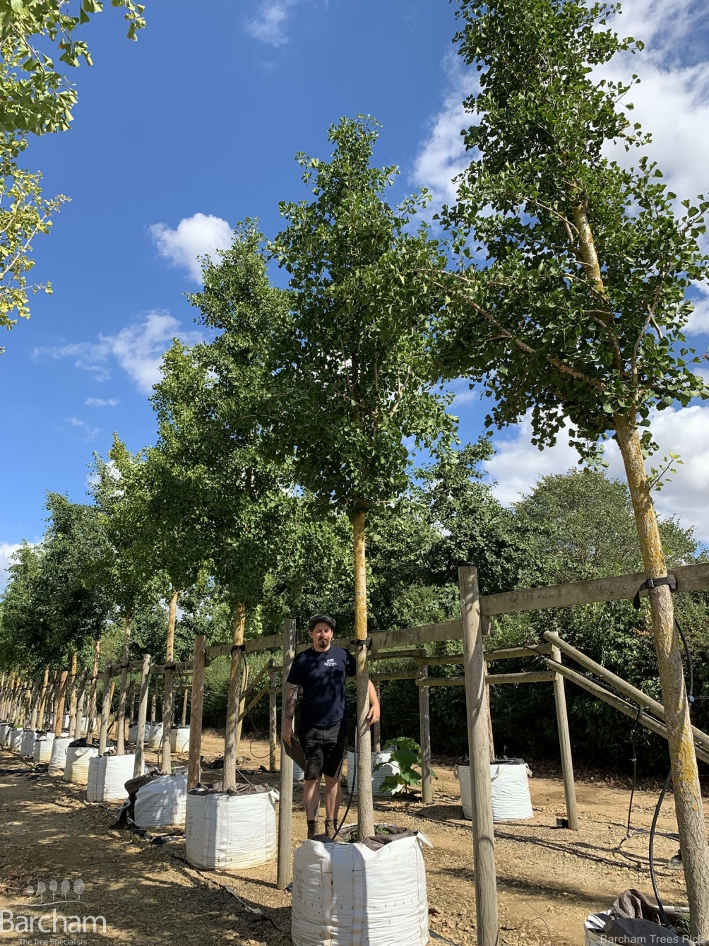 Ginkgo biloba