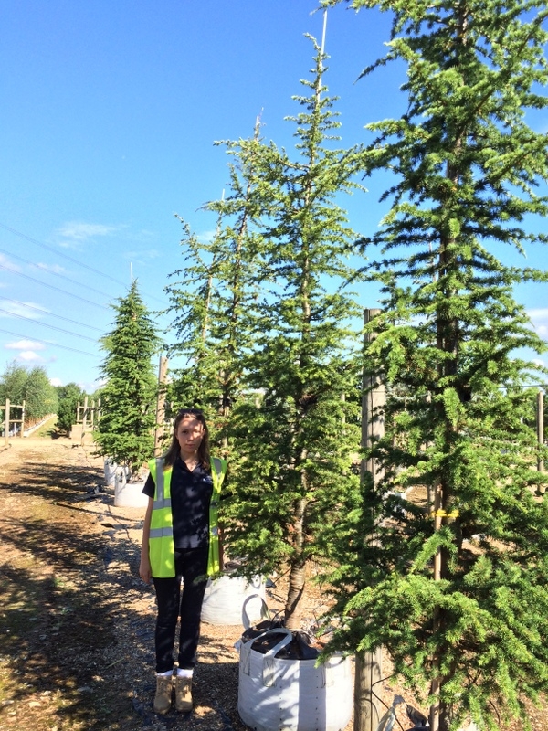 Cedrus atlantica at Barcham Trees